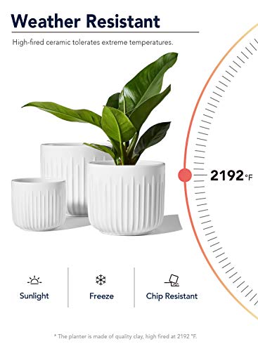 LE TAUCI Ceramic Planters, 8.3/7/6 Inch Indoor Pots for Plants with Drainage Holes & Mesh, Modern Matte Glaze Cylinder Fluted Plant Pot for Snake Plant, Set of 3, White - color: White