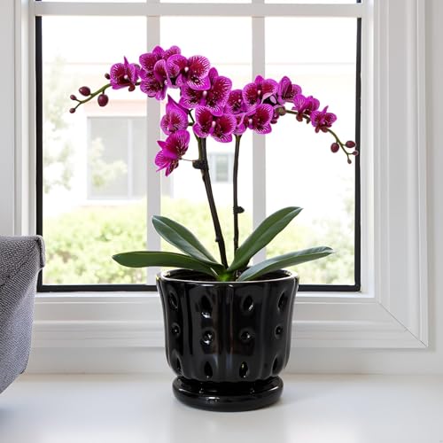 Ceramic Orchid Pot With Attached Saucer and Drainage Hole 6'' (Black) - color: Black