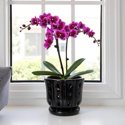 Ceramic Orchid Pot With Attached Saucer and Drainage Hole 6'' (Black) - color: Black