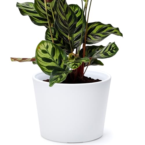 Phoenix Vine 6.6 Inch White Plastic Cachepot with Clear Nursery Pot, Decorative Lightweight Planter Cover with Transparent Inner Pot for Indoor Houseplants, Pack of 1, 24-C-D-1 - color: Matte White, size: 6.6" (1 Pack)