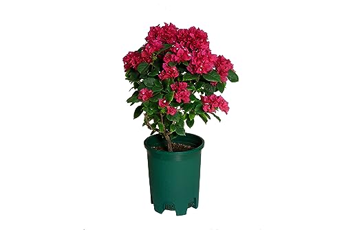 5 Gallon 20-Pack Green Nursery Pot Black Plastic Planters in Bulk with Drainage for Outdoor Indoor Large Plants Trees - color: Green, size: 20-Pack 5 Gal