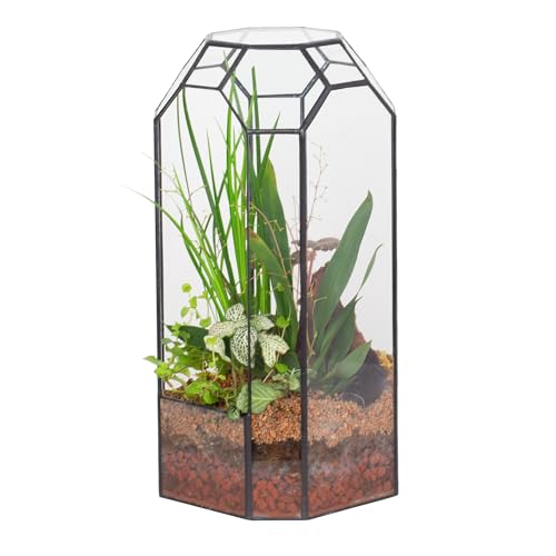 NCYP No Door Glass Geometric Octagon Open Terrarium 5.5"x5.5"x12.8"