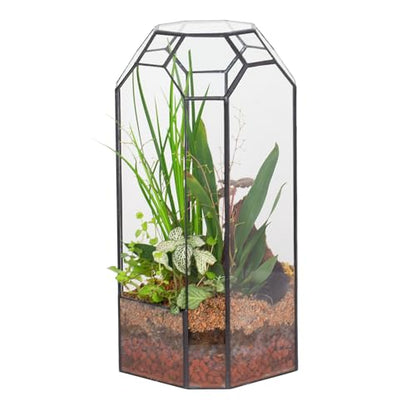 NCYP No Door Glass Geometric Octagon Open Terrarium 5.5"x5.5"x12.8"