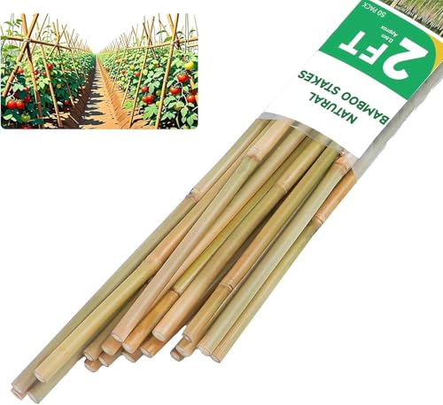 Natural Bamboo Plant stake2FT 50Pcs - size: 2ft-50pcs