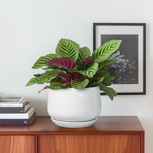 G EPGardening Ceramic Pots for Plants - 6 Inch Planter for Indoor Plants, Flower Pots with Drainage and Ceramic Tray, Modern Office Decor, Gifts for Plant Lovers, White - color: White, size: 5 Inch