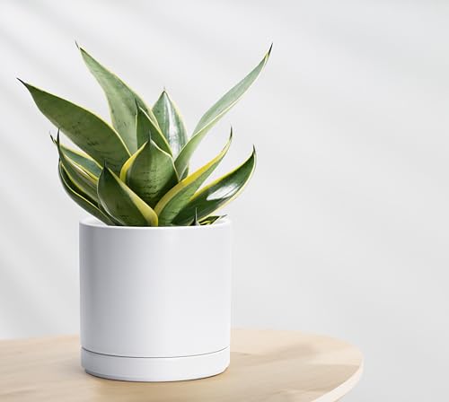 D'vine Dev 8.2 Inch Ceramic Planter Pot, White, 94-O-D-1 - color: White, size: Medium
