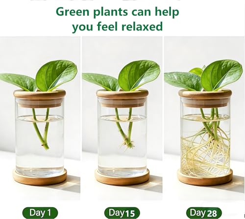 Desktop Plant Hydroponic Vases, Water Plant Jars, Gardening Gifts for Office and Home, Outdoor - color: Clear