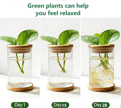 Desktop Plant Hydroponic Vases, Water Plant Jars, Gardening Gifts for Office and Home, Outdoor - color: Clear