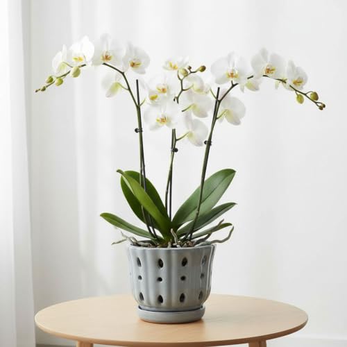 Ceramic Orchid Pot with Attached Saucer and Drainage Hole 6'' Gray - color: Gray