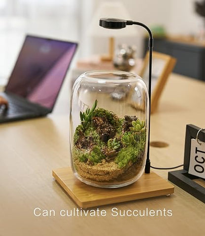 LuckyRunes Premium Terrarium Kit with Live Moss, 24-Piece Glass Set - size: Round Set