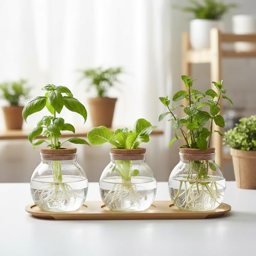 Plant Propagation Station, Glass Propagation Vases with Lid and Wooden Stand, Prop Drops Terrarium Jar for Hydroponics Home Garden Office Decor, 3 Bulb Vase
