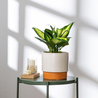 8 Inch Ceramic Self Watering Planter with Drainage Hole, Grey - color: Gray, size: Medium