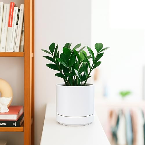 D'vine Dev 2-Pack Ceramic Pots with Saucers, White, 4.7 in, 94-V-B-1 - color: White, size: 4.7 Inch