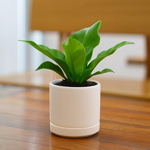 D'vine Dev 2-Pack Ceramic Pots with Saucers, Oatmeal, 3.5 in, 94-V-A-8 - color: Oatmeal, size: 3.5 Inch