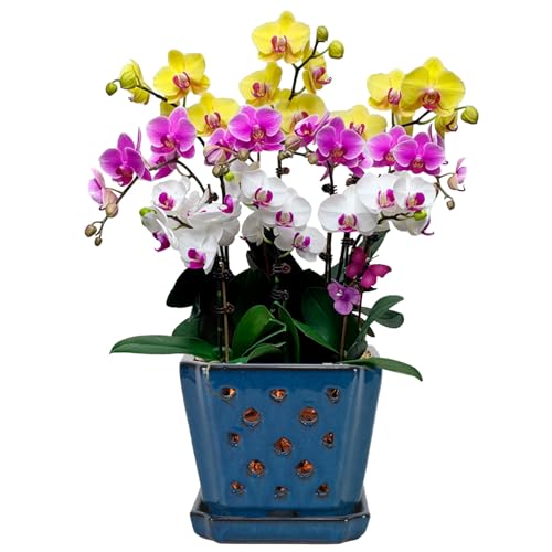 W&W Ceramic Orchid Pot with Holes and Saucer for Repotting, Blue, 7" - color: Blue
