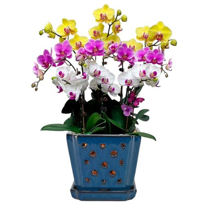 W&W Ceramic Orchid Pot with Holes and Saucer for Repotting, Blue, 7" - color: Blue