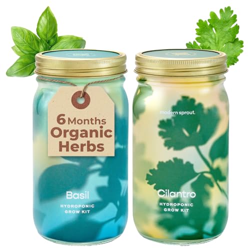 Modern Sprout Mason Garden Jar-Self-Watering Hydroponics Kit-Basil+Cilantro - color: Basil+cilantro, size: Garden Jars