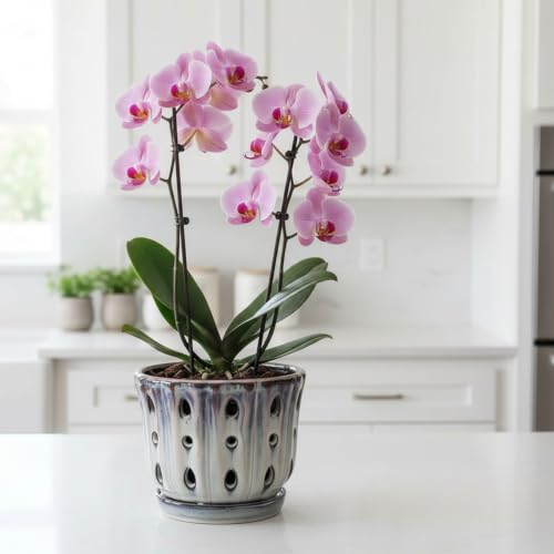 Ceramic Orchid Pot with Drainage Hole 6'' (Mauve Over Cream) - color: Mauve Over Cream