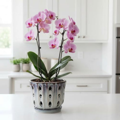 Ceramic Orchid Pot with Drainage Hole 6'' (Mauve Over Cream) - color: Mauve Over Cream