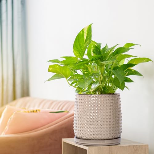 D'vine Dev Beaded Ceramic Pot with Saucer, 6 in, Light Brown, 27-C-X-4 - color: Light Brown, size: 5.8 Inch