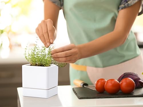 D'vine Dev 2-Pack Plastic Herb Planter Pots, 4 in, White, 76-Y-A2-1 - color: White, size: 8 Inch x 4.5 Inch