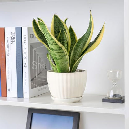 STHIE 4/5/6 Inches White Ceramic Plant Pots with Drainage Holes and Saucer - color: White-big Size