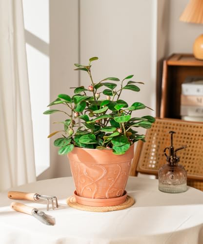 Melphoe Plant Pots Indoor with Drainage & Saucer, 2Pack 7 inch Flower Pots Outdoor Planters for Indoor Plants Garden Home Decor Cactus Succulent, Rigid Plastic (Imitation-Terracotta) Vine-Embossed - color: Terracotta Color, size: 7 inch