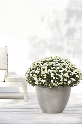 Ecopots Antwerp Round Tapered Flower Planter, Taupe, 12" - color: Taupe, size: 12"