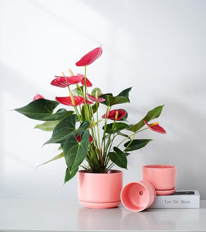 Ceramic Plant Pots,Planters with Drainage Hole&Saucer 3 Pack(Matte Orange) - color: Matte Orange