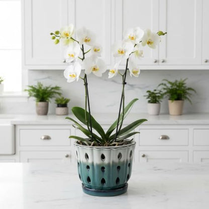 Ceramic Orchid Pot with Holes 6'' Orchid Planter (cream over turquoise) - color: Cream Over Turquoise