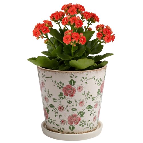 Ceramic Flower Pots for Indoor Plant with Drainage Hole & Saucer - color: Red Plum