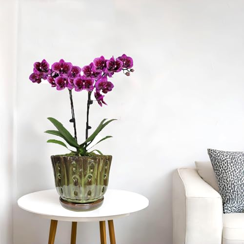 Ceramic Orchid Pots with Drainage Hole 6'' (mossgreen) - color: Mossgreen