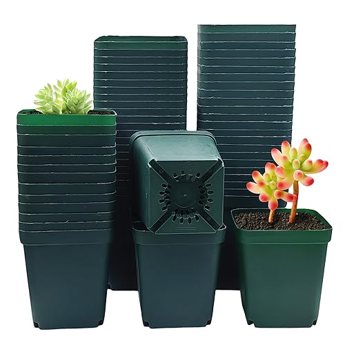 RooTrimmer Square Nursery Succulent Pots 4 Inches 60 Pcs Deep Flower Plant Nursery Seedling Grow Pots Plastic with Drainage (Green, 4Inches, 60Pcs) - color: Green, size: 4 Inch - 60pk