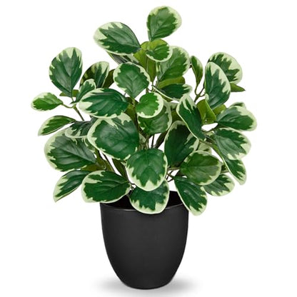 Villa Como 14.5" Artificial Plants Indoor Small Faux Peperomia Plant - color: #Funny White Margin