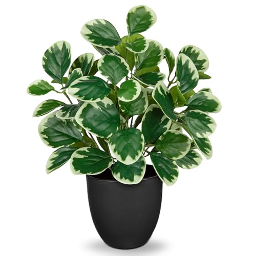 Villa Como 14.5" Artificial Plants Indoor Small Faux Peperomia Plant - color: #Funny White Margin