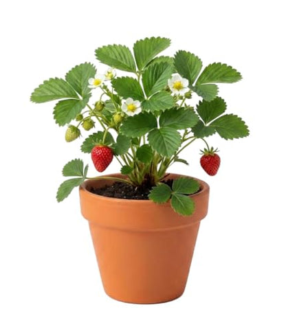 Buzzy Seeds Alpine Strawberry Grow Kit 12-Pack, Terracotta Pots, Fruit - color: 12pk Alpine Strawberry