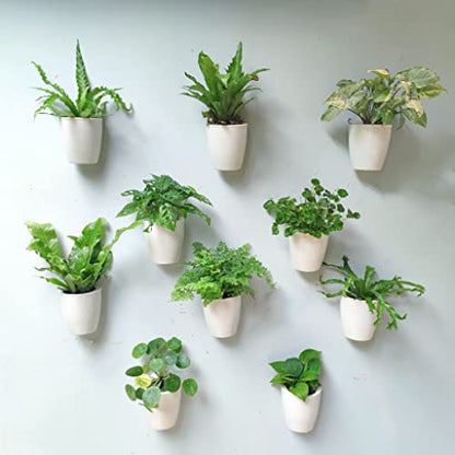 LaLaGreen Wall Planter for Indoor Plants (5in, 10 Pack) White Self-Watering - size: 5" (12.5 cm)