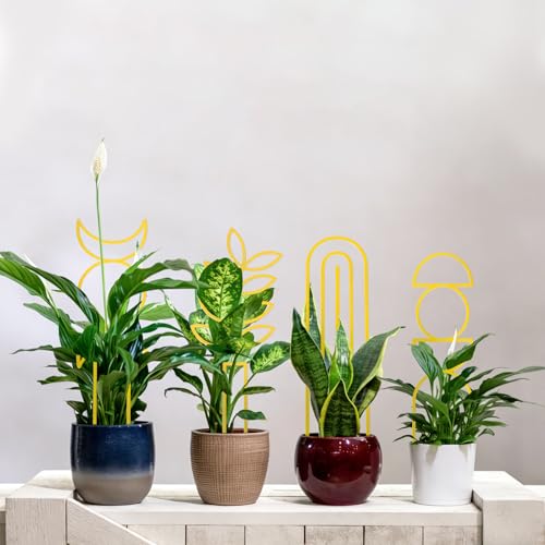 4 Pcs Plant Trellis Indoor Gold Small Trellis for Potted Plants - style: Boho,Gold
