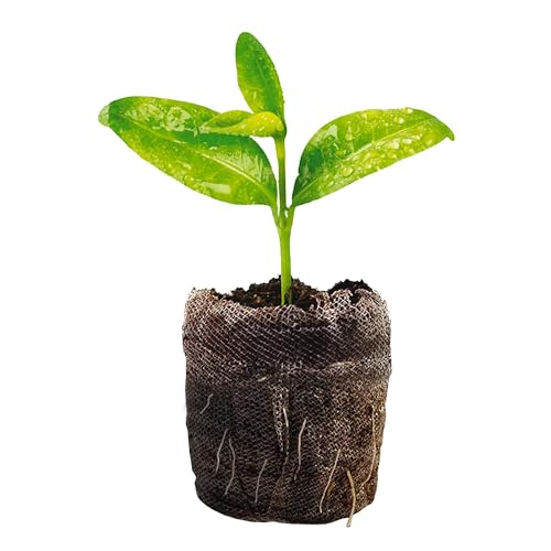 Jiffy Seed Starter Tray Kit, Self-Watering, Seedling Tray, 2 Pack - size: 2 Pack