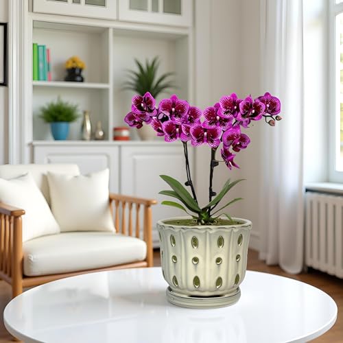 Ceramic Orchid Pot With Attached Saucer and Drainage Hole 6'' (Cream) - color: Cream