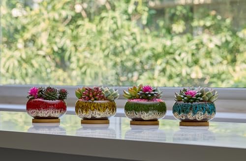 Cute Ceramic Succulent Garden Pots, Planter with Drainage and Attached Saucer, Set of 5 -Plants Not Included (Round+White Border) - color: Round+white Border