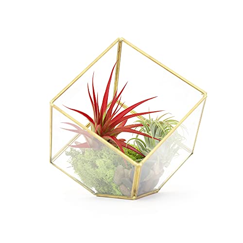 Heptahedron Geometric Glass Terrarium Kit with Red Abdita and Ionantha - Air Plant Tillandsia Holder - Live Tillandsia Succulent House Plant - Home and Garden Decor - Easy Care Indoor Outdoor Plants