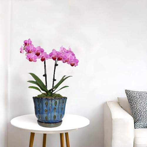 6 inch Round Ceramic Orchid Pot with Holes Orchid Planter (Dark Blue) - color: Dark Blue
