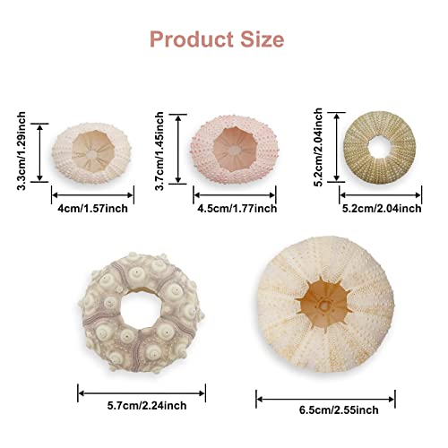 5 Pack Mini Sea Urchin Shell Hanging Pot-Air Plant Holder Hanging Decorative Cute Tillandsia Succulent Display Container with Rustic Ropes for Home Garden Beach Theme Party Wall Indoor Outdoor Decors - color: Sea Urchin