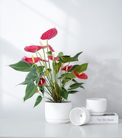 White Plant Pots,Ceramic Flower Pots Set of 3 with Drainage Holes(Matte) - color: Matte White