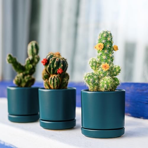 D'vine Dev 2-Pack Ceramic Pots with Saucers, Teal, 3.5 in, 94-V-A-9 - color: Teal, size: 3.5 Inch