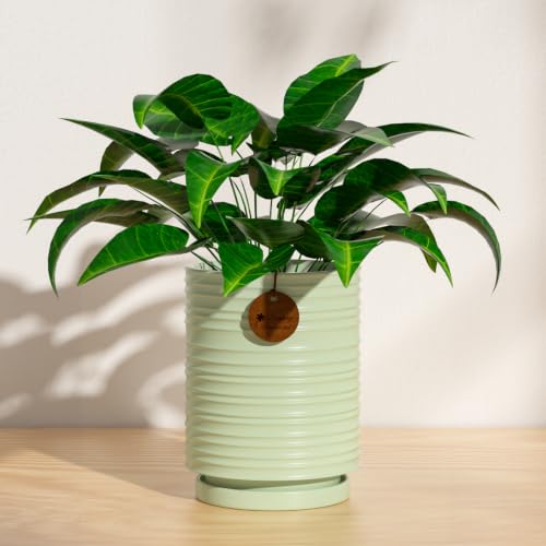 5.1 Inch Light Green Ceramic Planter with Drainage and Saucer - color: Light Green, size: Small