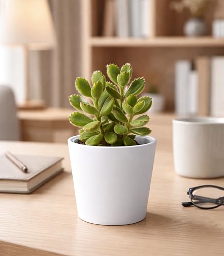 Phoenix Vine 4.5 Inch White Plastic Cachepot with Clear Nursery Pot, Decorative Lightweight Planter Cover with Transparent Inner Pot for Indoor Houseplants, Pack of 1, 24-B-D-1 - color: Matte White, size: 4.5" (1 Pack)