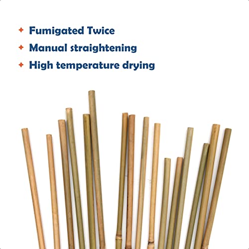 COLOtime Bamboo Stakes 2FT Garden Plant Stakes for Indoor Plants 30 Pack - size: 2ft, 30 Pack