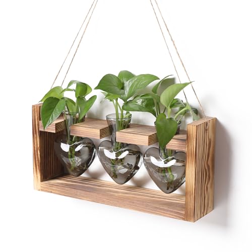 Plant Terrarium Propagation Stations Hydroponics - color: Gray